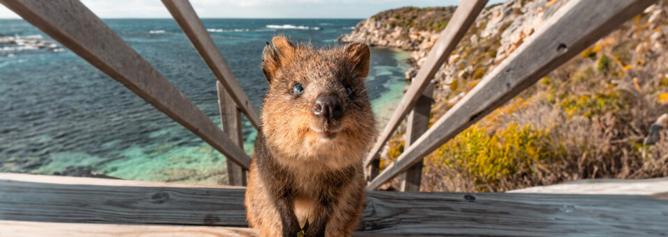 Quokka auf Rottnest Island