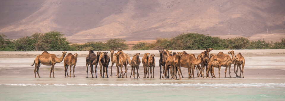 Kamele am Strand in Salalah