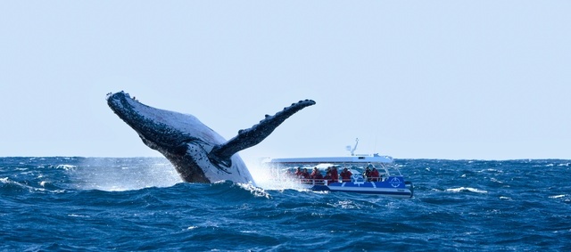 Whale Watching