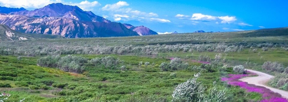 Denali Nationalpark, Alaska