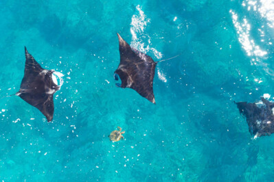 Mantas in Westaustralien