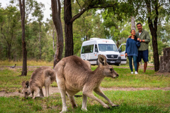 Wohnwagen in Australien mit Kängurus