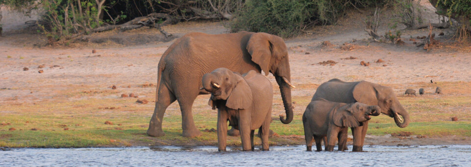 Chobe Nationalpark Elefantengruppe Botswana