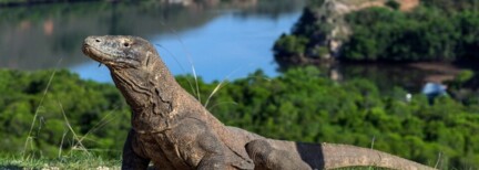 Komodo Island Explorer