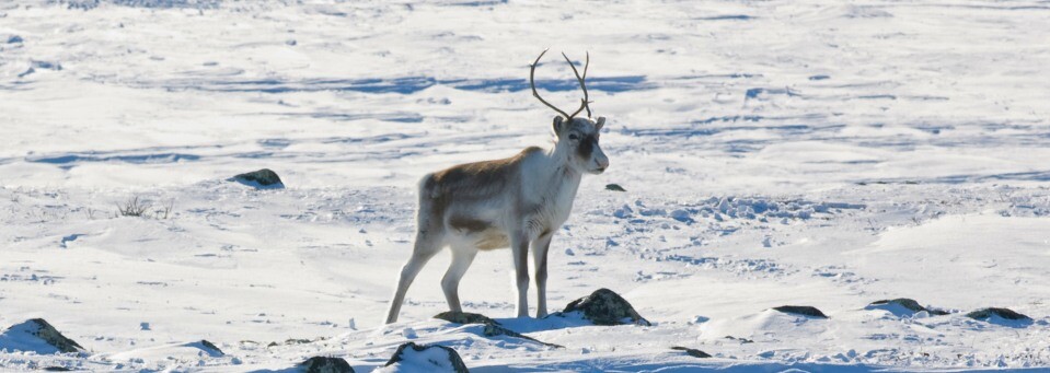 Rentiere in Kilpisjärvi