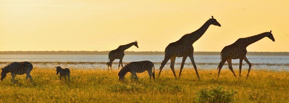 Tiere beim Sonnenuntergang in Namibia