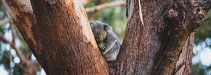 Sydney-Melbourne Odyssey - Natur, Kultur & Erhaltung