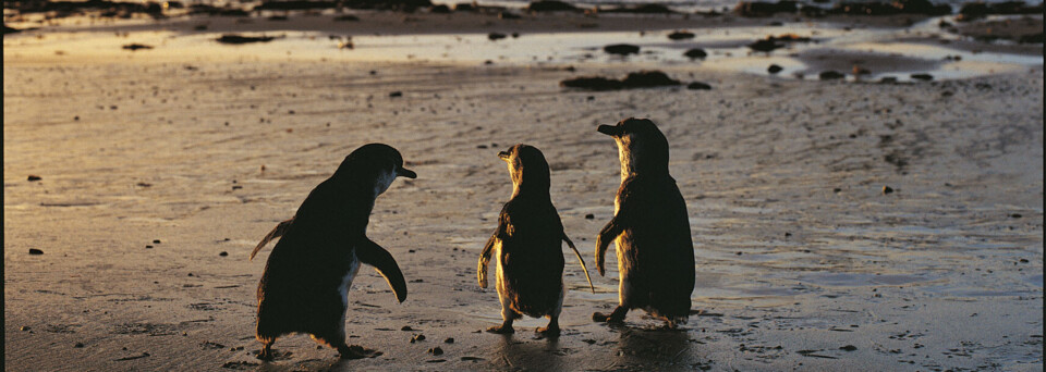 Pinguine auf Phillip Island