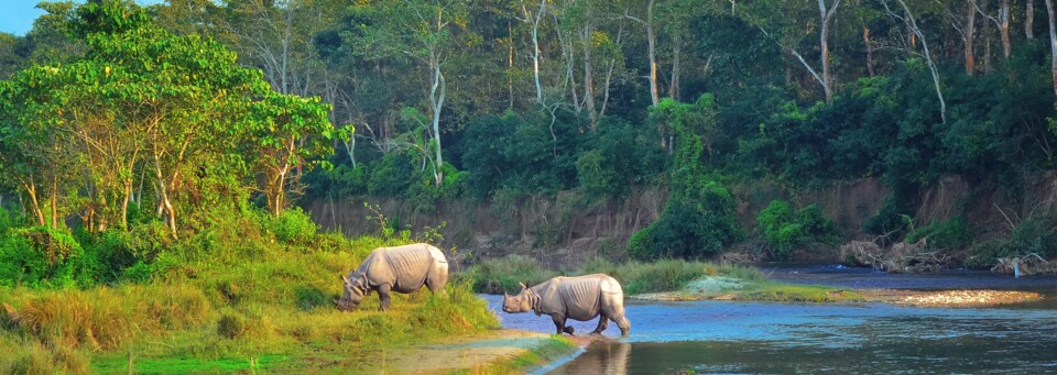 Chitwan Nationalpark Nashörner