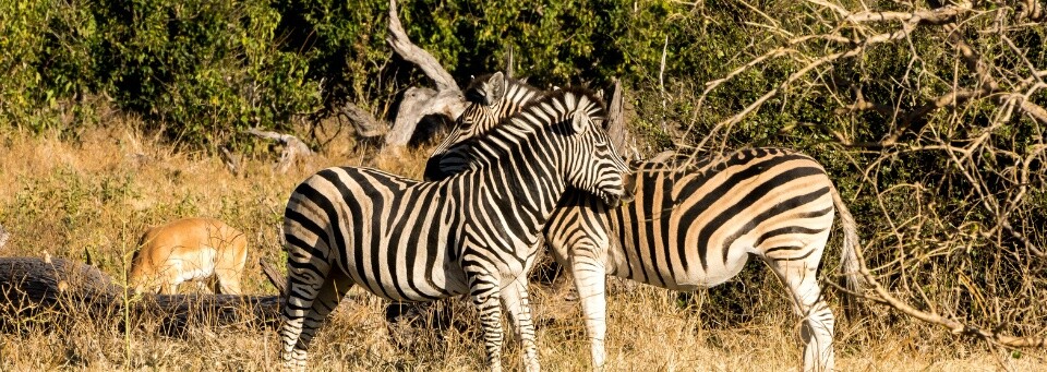 Chobe Nationalpark