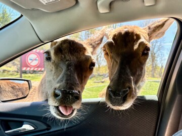 Wapitis im Parc Omega