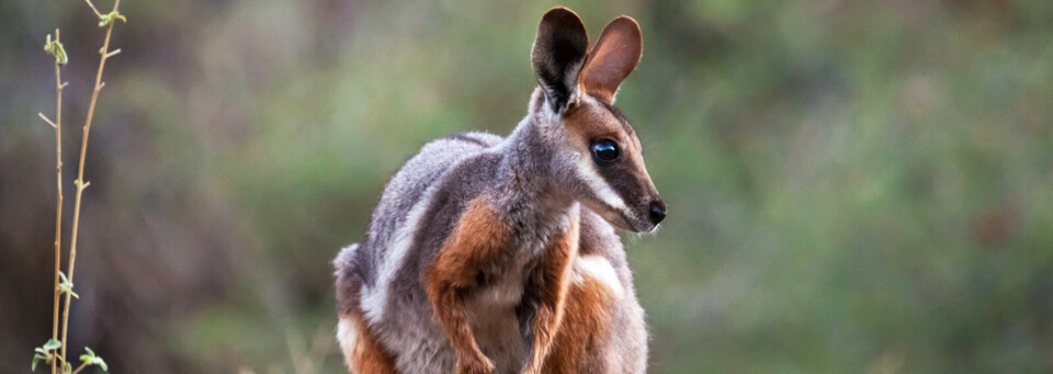 Gelbfuß-Känguru im Outback Südaustraliens