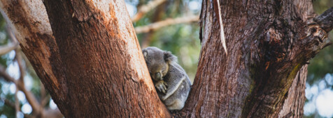  Koala Sanctuary © Destination NSW