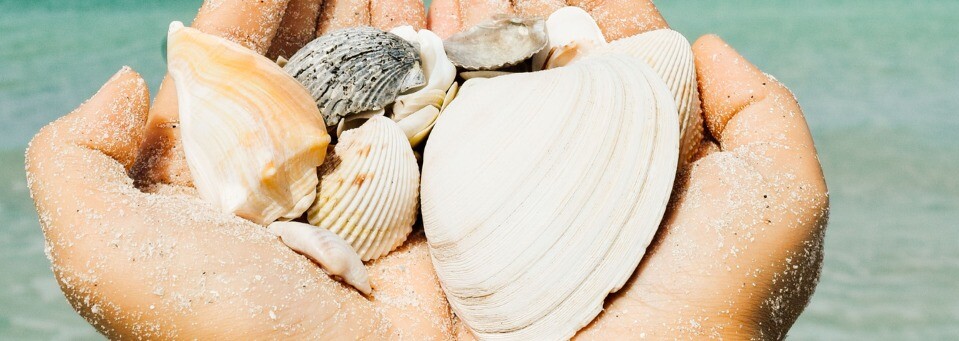 Muscheln in Sanibel