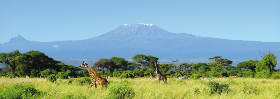 Giraffe vor dem Mount Kilimanjaro, Kenia