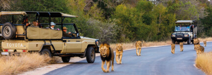 Abenteuer Krüger Nationalpark