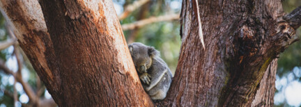 Australiens Highlights auf 4 Rädern inkl. Flug