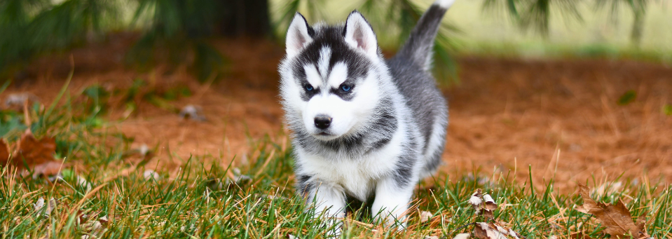 Husky in Finnland